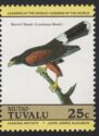 Harris's Hawk (Parabuteo unicinctus)